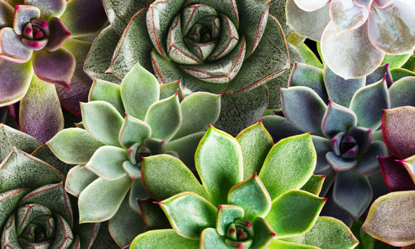 Collage of succulent photography