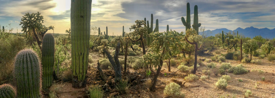 Panoramic photograph of a desert field filled with cacti