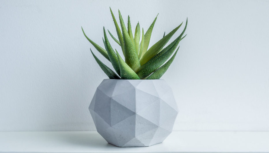 Singular succulent planted in a gray pot against a gray wall