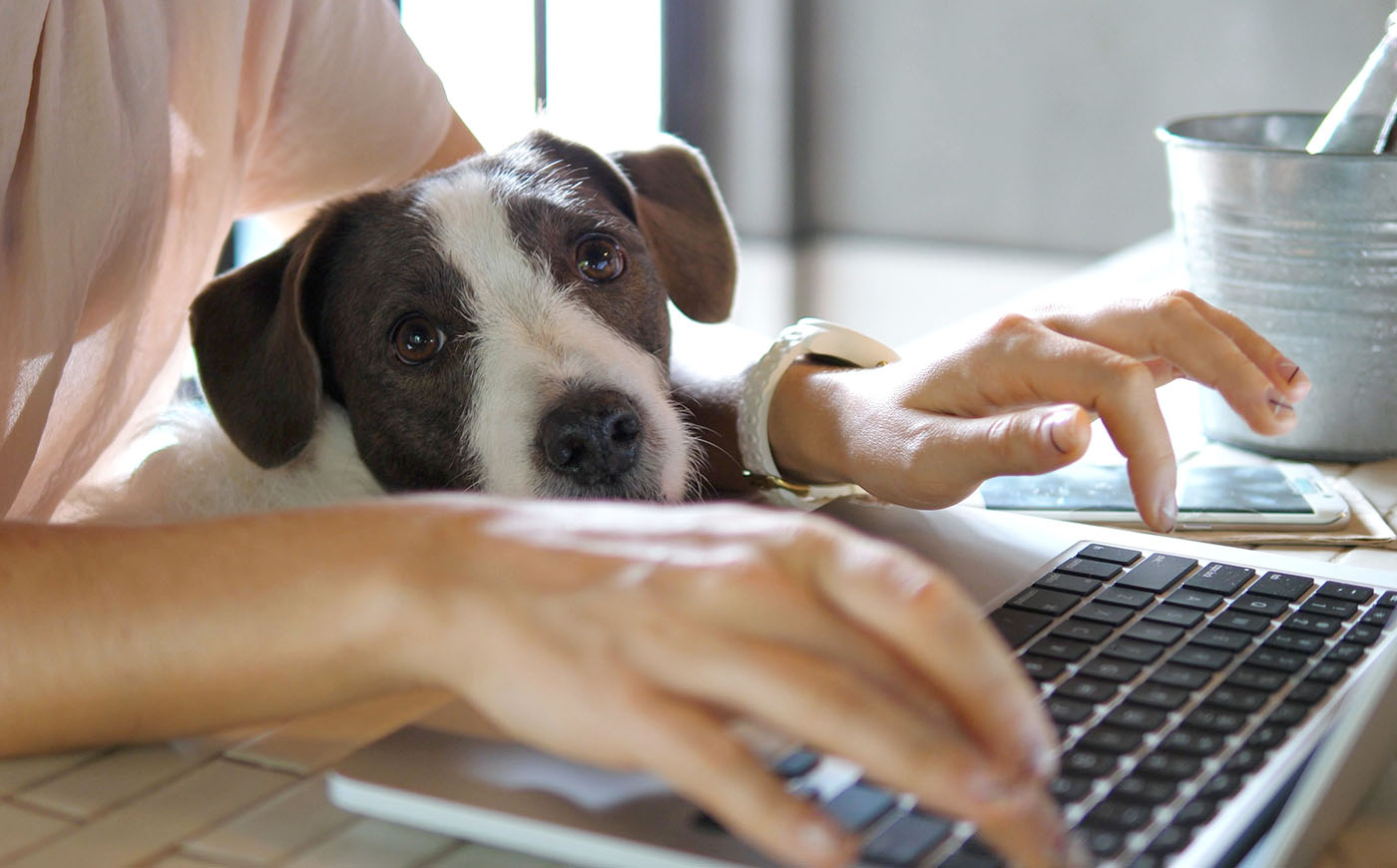 Close up shot of a dog sitting on their owner's lap while they type on a laptop