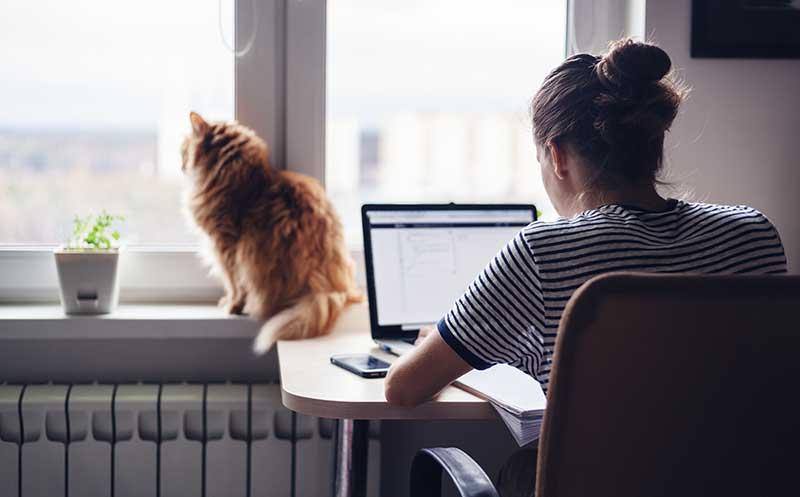 Back view of a young woman working diligently on her computer at her desk at home in front of a window, where her cat sits and stares outside the window
