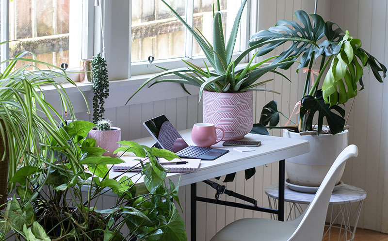 Home office desk with potted plants