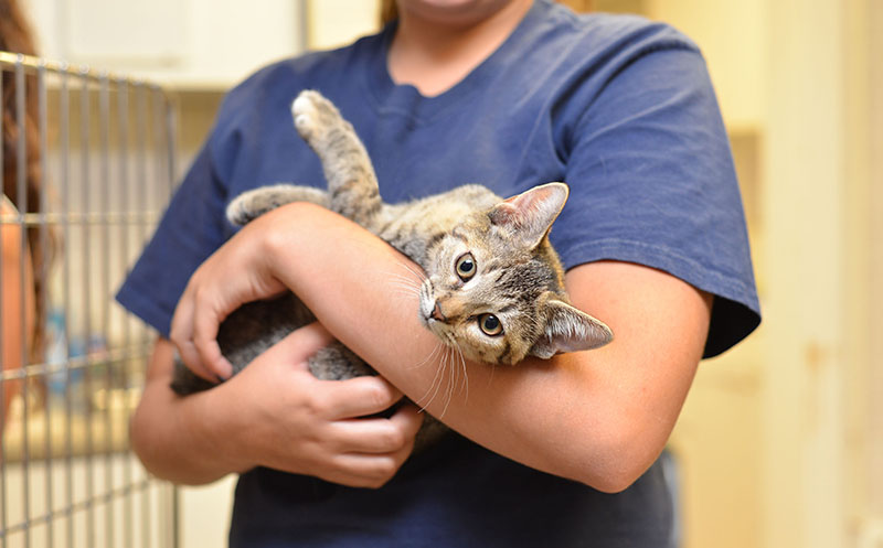 Adorable cat cuddles in the arms of new owner at pet shelter