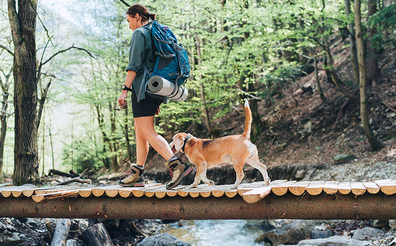 Middle-aged backpacker female with a backpack in trekking boots crossing mountain river bridge in the forest with her beagle dog